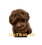 プードルのボブ（個別スタンプ：7）
