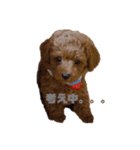 プードルのボブ（個別スタンプ：9）
