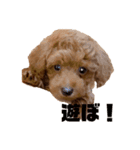 プードルのボブ（個別スタンプ：12）