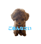 プードルのボブ（個別スタンプ：14）
