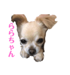 双子のチワワるるららちゃん（個別スタンプ：1）