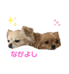 双子のチワワるるららちゃん（個別スタンプ：2）