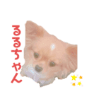 双子のチワワるるららちゃん（個別スタンプ：4）