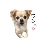 双子のチワワるるららちゃん（個別スタンプ：6）