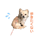 双子のチワワるるららちゃん（個別スタンプ：8）