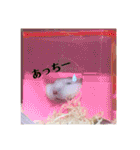 ジャンガリアンのモグ君＆コロリーヌちゃん（個別スタンプ：28）