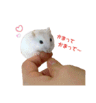 ジャンガリアンのモグ君＆コロリーヌちゃん（個別スタンプ：35）