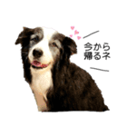 ボーダーコリー Border collie みく＆福 2（個別スタンプ：3）