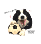 ボーダーコリー Border collie みく＆福 2（個別スタンプ：10）