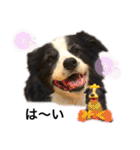 ボーダーコリー Border collie みく＆福 2（個別スタンプ：20）