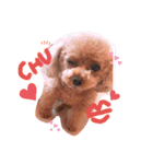 プードルのてぃーちゃん2（個別スタンプ：2）