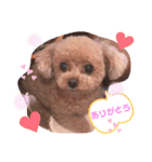 プードルのてぃーちゃん2（個別スタンプ：3）
