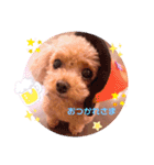 プードルのてぃーちゃん2（個別スタンプ：4）