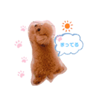 プードルのてぃーちゃん2（個別スタンプ：9）
