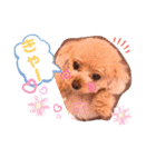 プードルのてぃーちゃん2（個別スタンプ：12）