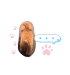 プードルのてぃーちゃん2（個別スタンプ：13）