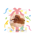 プードルのてぃーちゃん2（個別スタンプ：16）
