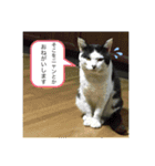 マイ ペット（個別スタンプ：4）