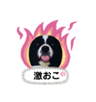 マイ ペット（個別スタンプ：10）