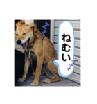 マイ ペット（個別スタンプ：11）