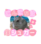 ハムスターのシュガーさん！②（個別スタンプ：1）