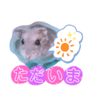 ハムスターのシュガーさん！②（個別スタンプ：3）