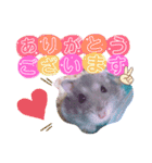 ハムスターのシュガーさん！②（個別スタンプ：6）