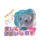 ハムスターのシュガーさん！②（個別スタンプ：7）