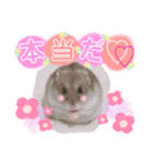 ハムスターのシュガーさん！②（個別スタンプ：11）
