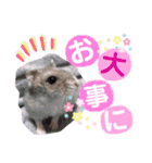 ハムスターのシュガーさん！②（個別スタンプ：16）
