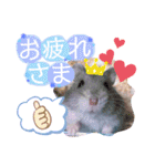ハムスターのシュガーさん！②（個別スタンプ：17）