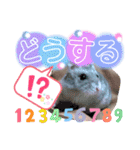 ハムスターのシュガーさん！②（個別スタンプ：21）