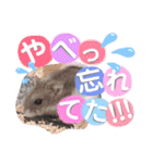 ハムスターのシュガーさん！②（個別スタンプ：23）