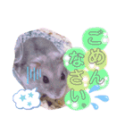 ハムスターのシュガーさん！②（個別スタンプ：25）