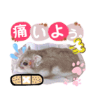 ハムスターのシュガーさん！②（個別スタンプ：26）