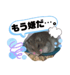 ハムスターのシュガーさん！②（個別スタンプ：28）