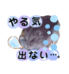 ハムスターのシュガーさん！②（個別スタンプ：29）