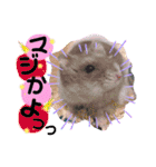 ハムスターのシュガーさん！②（個別スタンプ：31）