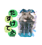 ハムスターのシュガーさん！②（個別スタンプ：32）