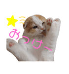こももちゃんBaby（個別スタンプ：1）