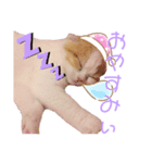 こももちゃんBaby（個別スタンプ：5）