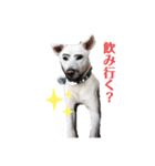 モコしろ参上〜しろちゃん編〜（個別スタンプ：1）