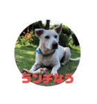 モコしろ参上〜しろちゃん編〜（個別スタンプ：5）