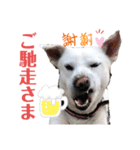 モコしろ参上〜しろちゃん編〜（個別スタンプ：8）