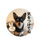 うるるのスタンプだyo（個別スタンプ：13）