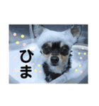 うるるのスタンプだyo（個別スタンプ：19）