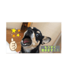 うるるのスタンプだyo（個別スタンプ：22）