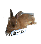 うさぎの実写☆ピョンコ（個別スタンプ：1）