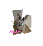うさぎの実写☆ピョンコ（個別スタンプ：6）