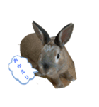 うさぎの実写☆ピョンコ（個別スタンプ：11）
